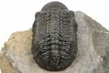 2.5" Detailed Reedops Trilobite - Atchana, Morocco - #196935-4